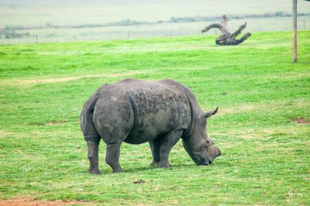 Wild Rhinoceros in South African Game Reserveの写真素材