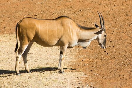 A single wild Common Eland (or Antelope) grazing in a Game reserveの写真素材