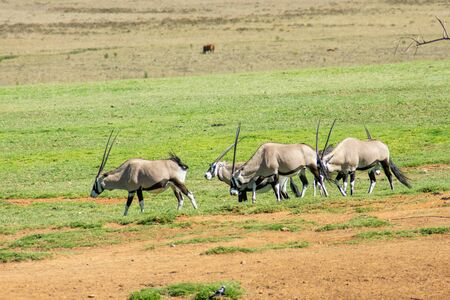 A group of Gemsbok or Gemsbuck in South African Safari Parkの写真素材