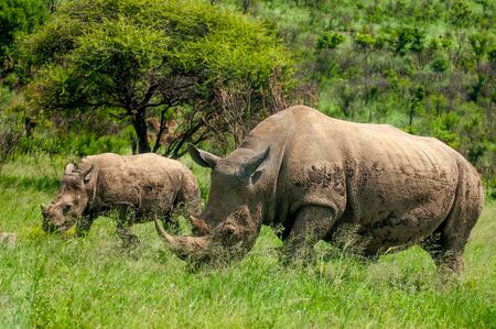 Wild Rhinoceros in South African Game Reserveの写真素材