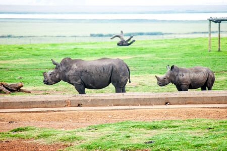 Wild Rhinoceros in South African Game Reserveの写真素材