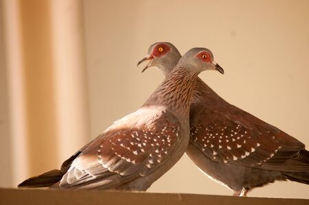 Two lovely Stock Dove (Columba oenas) showing passion and love. The stock dove (Columba oenas) is a species of bird in the family Columbidae, the doves and pigeons. It is widely distributed in the western palearctic.の写真素材