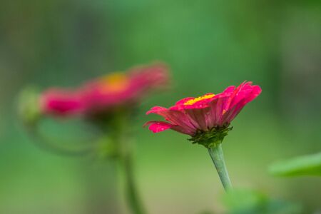Two Red Zinnia elegans flower. Zinnia is a genus of plants of the sunflower tribe within the daisy family. They are native to scrub and dry grassland.の写真素材