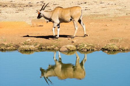 Wild Common Eland (or Antelope) standing beside a water in a Game reserveの写真素材