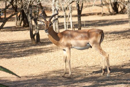 A single wild deer in a Safari Park in Africa. These fast agile animals are hunted by the larger animals like lions, cheetas. So they are very alert and fast.の写真素材