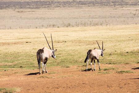 Two Gemsbok or Gemsbuck in South African Game Reserveの写真素材