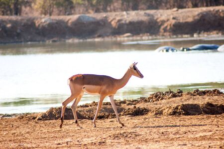 A single wild deer in a Safari Park in Africa. These fast agile animals are hunted by the larger animals like lions, cheetas. So they are very alert and fast.の写真素材