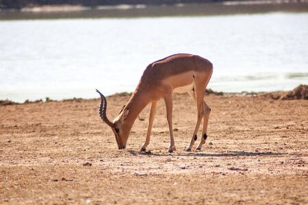 A single wild deer in a Safari Park in Africa. These fast agile animals are hunted by the larger animals like lions, cheetas. So they are very alert and fast.の写真素材