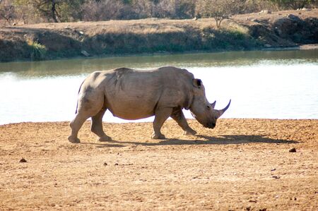 Wild Rhinoceros in South African Game Reserveの写真素材