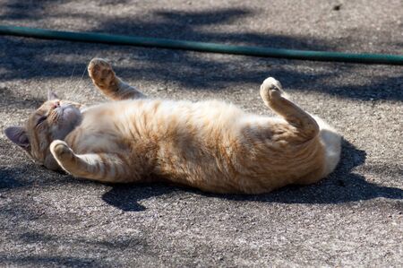A playful pet cat is playing with himselfの写真素材
