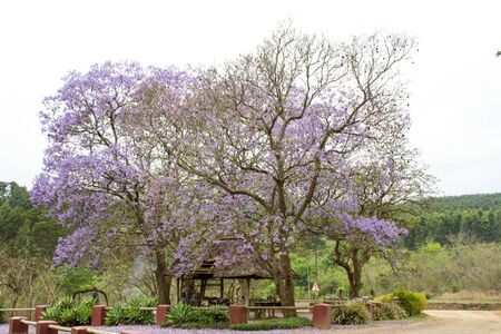 A Purple Jacaranda Tree and a hut beside a rural roadの写真素材