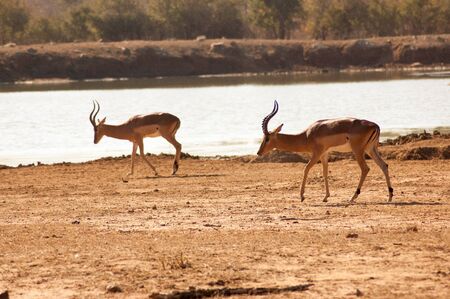 Two wild deer in a Safari Park in Africa. These fast agile animals are hunted by the larger animals like lions, cheetas. So they are very alert and fast.の写真素材