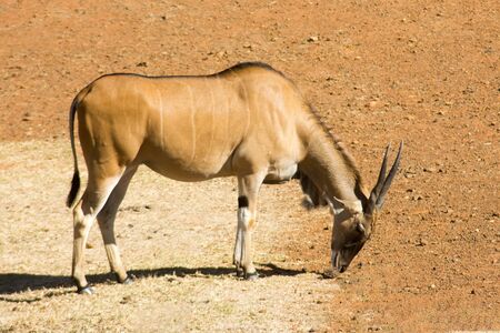 A single wild Common Eland (or Antelope) grazing in a Game reserveの写真素材