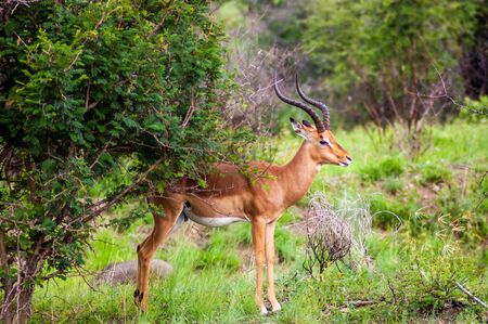 A single wild deer in a Safari Park in Africa. These fast agile animals are hunted by the larger animals like lions, cheetas. So they are very alert and fast.の写真素材