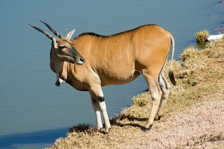 A wild Common Eland (or Antelope) standing beside waer in a Game reserveの写真素材