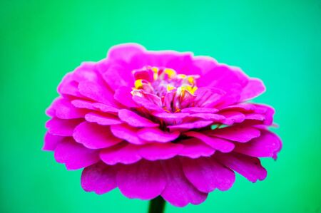 Zinnia elegans, known as youth-and-age, common zinnia or elegant zinniaの写真素材