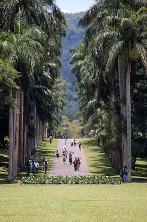 The National Botanical Garden in Kandy, Sri Lanka with beautiful palm trees.の写真素材