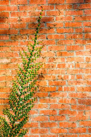 A brick wall with a plant climbingの写真素材