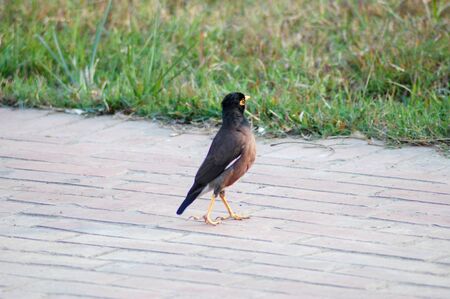 A myna bird on a concrete pavementの写真素材
