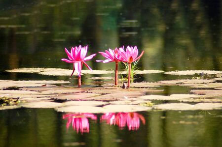 Reflection of water lily in a pondの写真素材