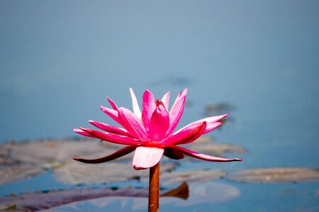 A fully bloom pink water lily in a pondの写真素材