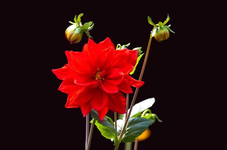 Blooming red zinnia on a background of greenの写真素材