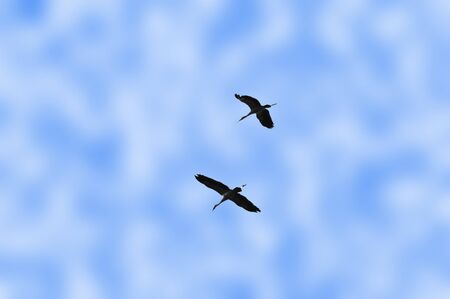 Two birds flying in cloudy blue skyの写真素材
