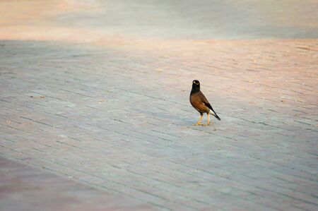 A myna bird on a concrete pavementの写真素材