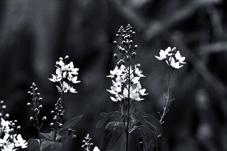 Galphimia or Gold Shower flower (Thryallis glauca Kuntze) (Black and White)の写真素材