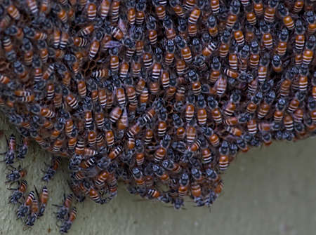 A beehive is an enclosed structure in which honeybees raise their young.