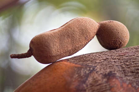 Tamarind pulp is widely used for cooking in South and Southeast Asia, Mexico, the Middle East and the Caribbean; The seeds and leaves are also edibleの写真素材