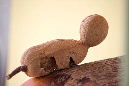 Tamarind pulp is widely used for cooking in South and Southeast Asia, Mexico, the Middle East and the Caribbean; The seeds and leaves are also edibleの写真素材