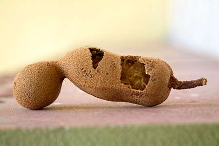 Tamarind pulp is widely used for cooking in South and Southeast Asia, Mexico, the Middle East and...