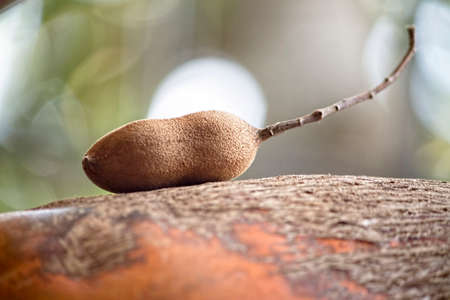 Tamarind pulp is widely used for cooking in South and Southeast Asia, Mexico, the Middle East and the Caribbean; The seeds and leaves are also edibleの写真素材