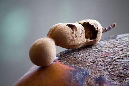 Tamarind pulp is widely used for cooking in South and Southeast Asia, Mexico, the Middle East and...