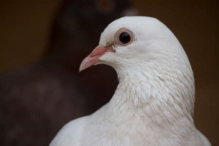 Close Up View Of White Pigeon With Wooden Backgroundの写真素材