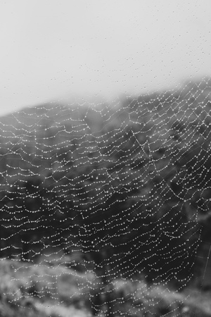 water droplets on a spider web in nature - Imageの写真素材