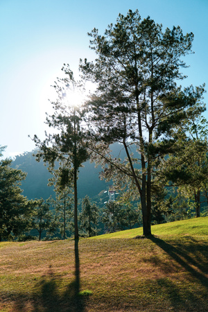 Sun rises behind a tree - Imageの写真素材