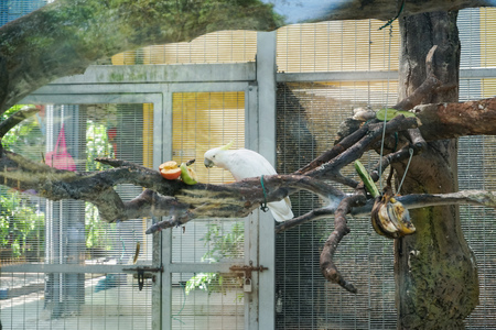 Parrot in captivity - image