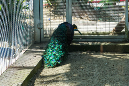 Peacock in Captivity - imageの写真素材