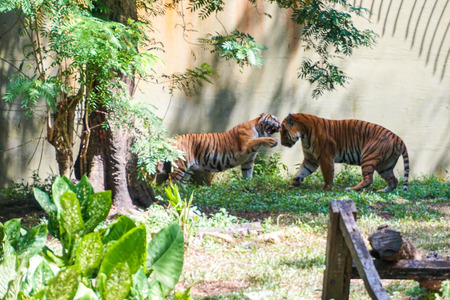 The Malayan tiger (Panthera tigris tigris) is a tiger population in Peninsular Malaysia