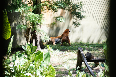 The Malayan tiger (Panthera tigris tigris) is a tiger population in Peninsular Malaysia