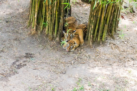 The Malayan tiger (Panthera tigris tigris) a tiger population in Peninsular Malaysia. The tiger with its newly born cubs.の写真素材
