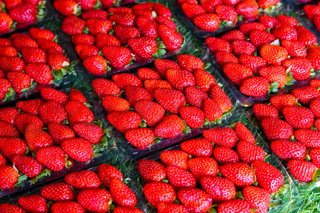 View of freshly harvested strawberries, View from above - Imageの写真素材