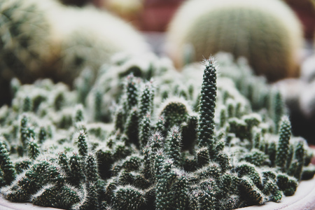 Close up of beautiful green cactus with isolated blurred background and copyspaceの写真素材