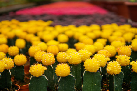 Various fresh cactus in the flowerpot. Concept of Cactus Farm, Agriculture, Nursery. - Image