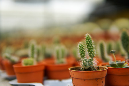 Close up of beautiful green cactus with isolated blurred background and copyspace