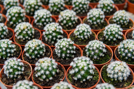 Various fresh cactus in the flowerpot. Concept of Cactus Farm, Agriculture, Nursery. - Imageの写真素材