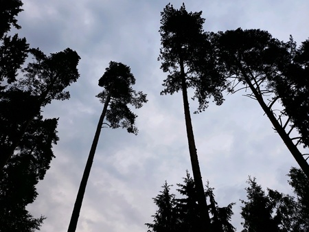 trees in park