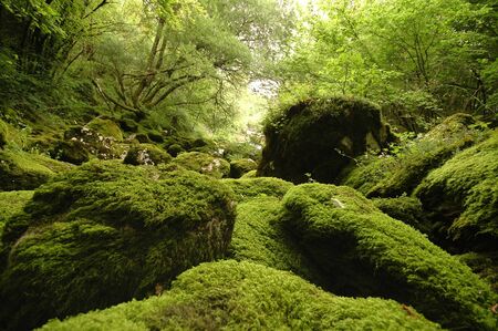 Mountain landscape in Slovenia, dreamy scenery, moss-covered stonesの写真素材